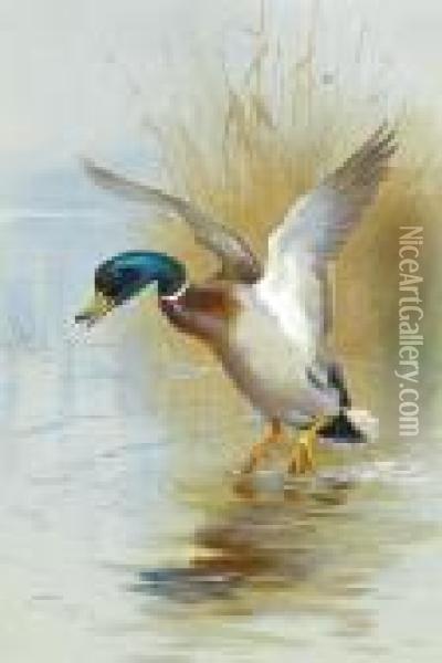 Mallard In The Reeds Oil Painting - Archibald Thorburn
