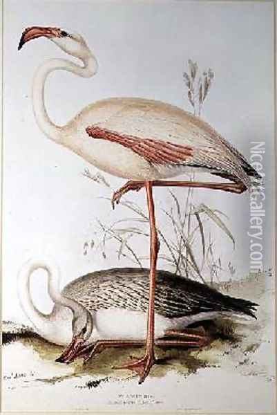 Flamingo Oil Painting - Edward Lear