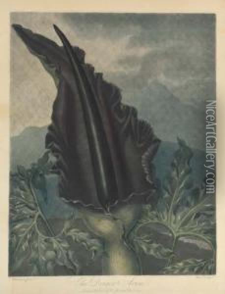 The Dragon Arum, By Ward Oil Painting - Robert John, Dr. Thornton