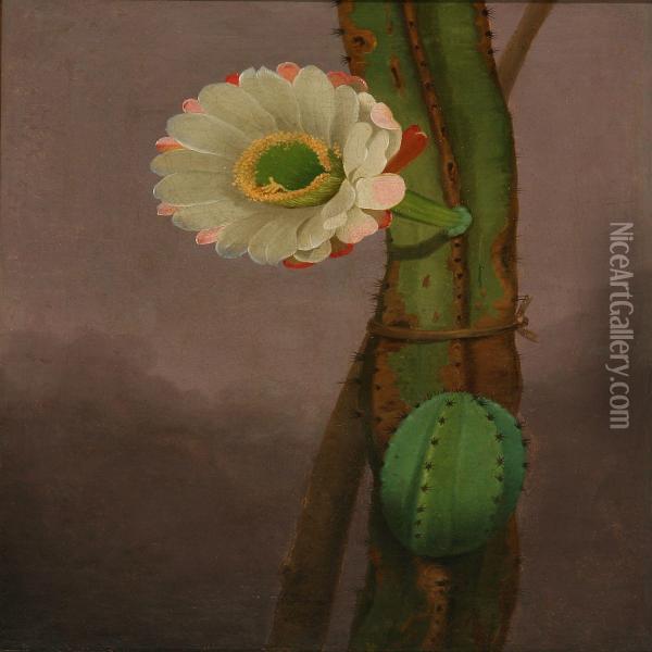 Cactus Hemgenia Oil Painting - Johannes Ludwig Camradt