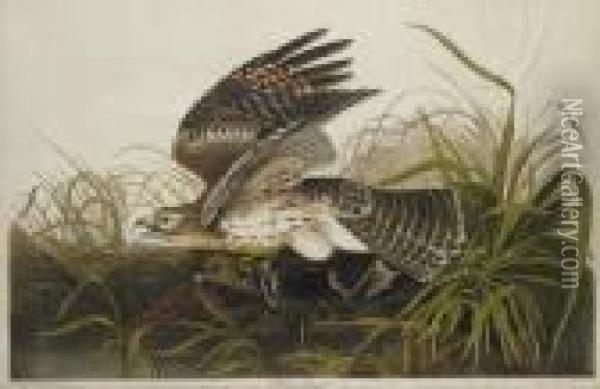 Winter Hawk (plate 71)
Circus Hyemalis Oil Painting - Robert I Havell