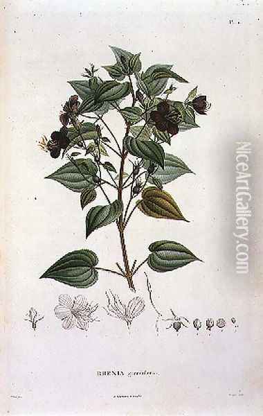 Rhexia grandiflora, engraved by Bouquet, plate 11 from Part VI of Voyage to Equinoctial Regions of the New Continent' by Friedrich Alexander, Baron von Humboldt 1769-1859 and Aime Bonpland 1773-1858 pub. 1806 Oil Painting - Poiteau, Pierre Antoine