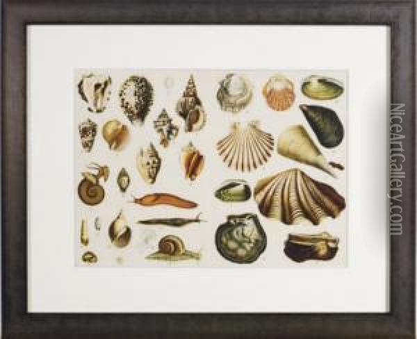 Naturgeschicte Des Tier, Pflanzen Und Mineralreichs: Four Plates Oil Painting - Heinrich Carl Schubert
