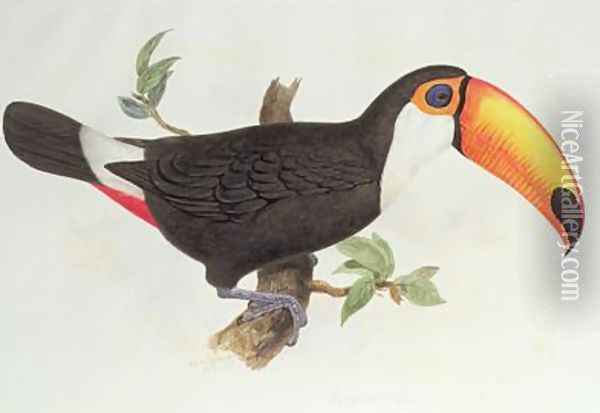 Ramphastos toco Oil Painting - Edward Lear
