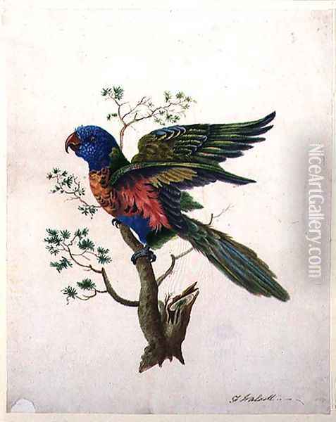 Parrot Oil Painting - F Walcott