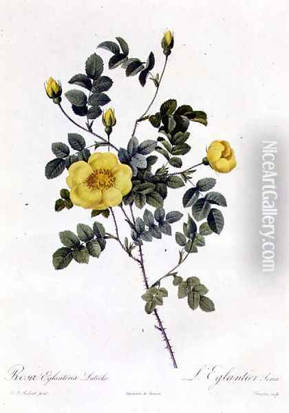 Rosa Eglanteria Luteola Oil Painting - Pierre-Joseph Redoute