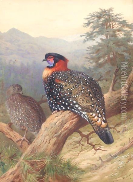 A Pair Of Western Tragopans Oil Painting - Archibald Thorburn