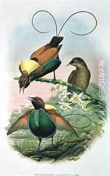Diphyllodes Magnificus Oil Painting - John & Hart, William Gould