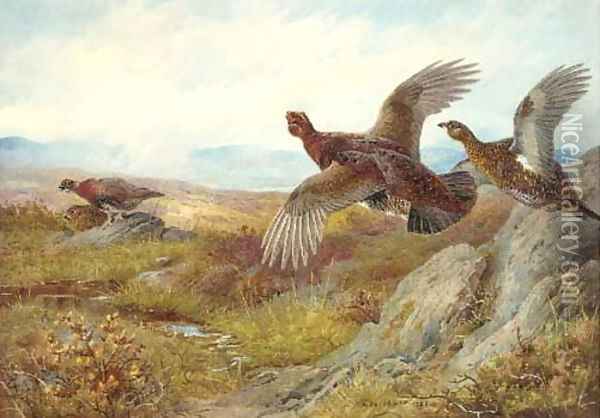 Pheasant Oil Painting - Archibald Thorburn