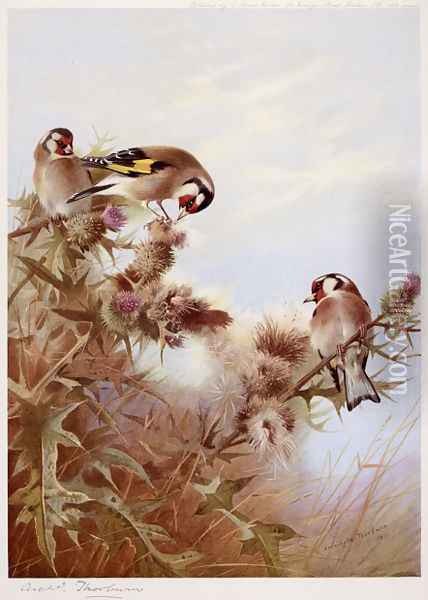 Goldfinches on Thistles Oil Painting - Archibald Thorburn