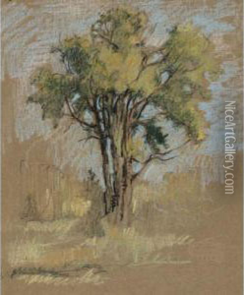 Tree Study Oil Painting - Paul Archibald Caron