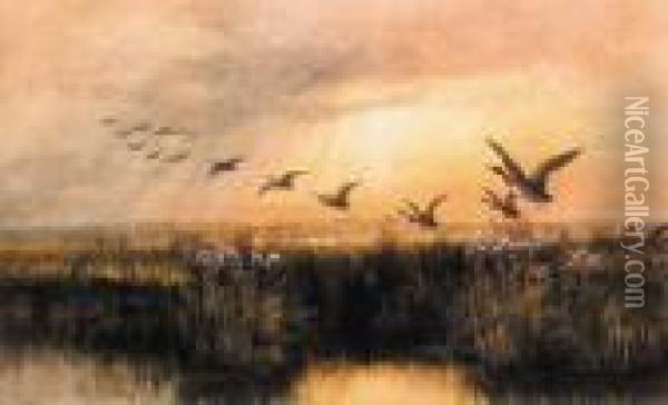 Mallards In Flight Oil Painting - Andrew Nicholl