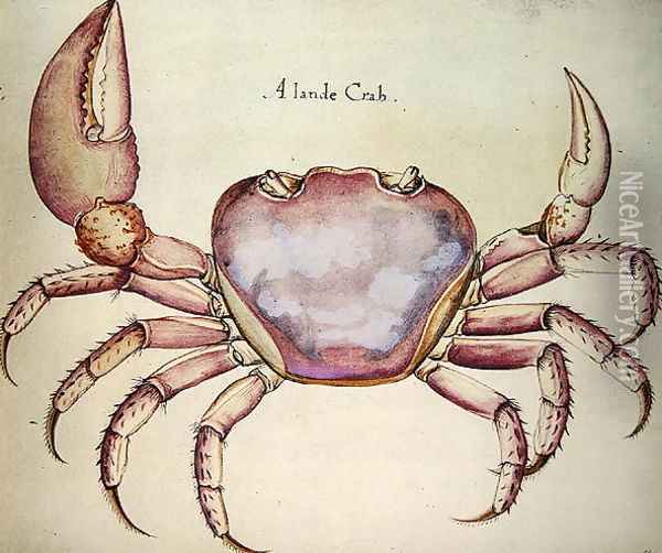 Land Crab Oil Painting - John White
