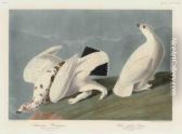 American Ptarmigan. White-tailed Grous Oil Painting - John James Audubon