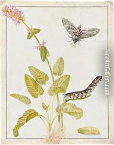 A Convolvulus Hawk Moth As A Pupa, Caterpillar And Moth, On A Sprig Of Betony Oil Painting - Maria Sibylla Merian