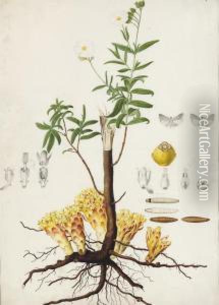 A Flax Plant (linum Usitatissimum) With Subsidiary Studies Of Moths And Lavae Oil Painting - Antoine Poiteau Pierre