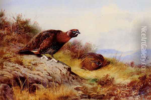 Red Grouse On The Moor Oil Painting - Archibald Thorburn