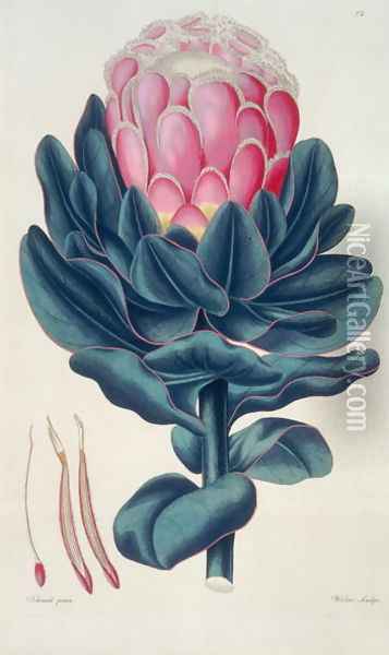 Protea speciosa, Perigonia pistillum pl.12 from Thesaurus Botanicus, 1819 Oil Painting - Leopold Trattinick