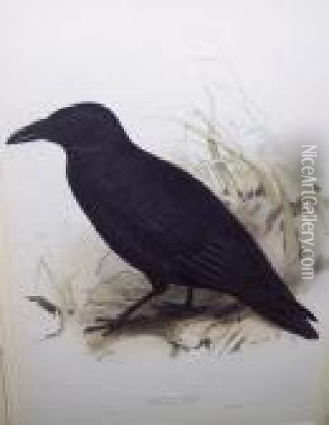 Carrion Crow Oil Painting - Edward Lear