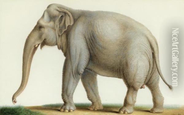 An Indian Elephant Oil Painting - Nicolas Huet