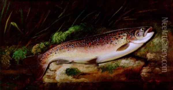 A Rainbow Trout On A Riverbank Oil Painting - Thomas G. Targett