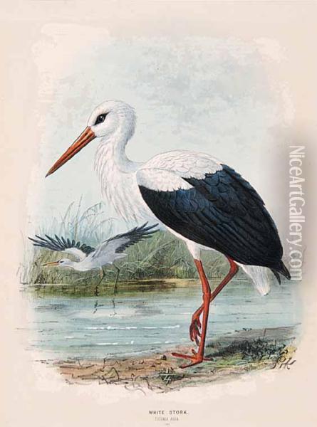 White Stork Ciconia Alba Oil Painting - John Gerrard Keulemans