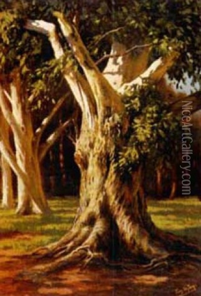 Gum Trees Oil Painting - Tinus de Jongh