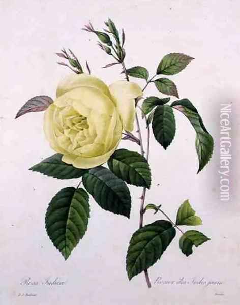 Rosa indica, engraved by Bessin, from Choix des Plus Belles Fleurs, 1827 Oil Painting - Pierre-Joseph Redoute