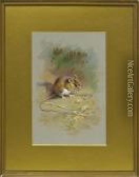 Harvest Mouse Chewing On A Husk Oil Painting - Archibald Thorburn