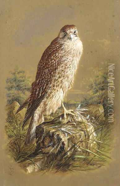 A sparrow hawk Oil Painting - Henry Bright