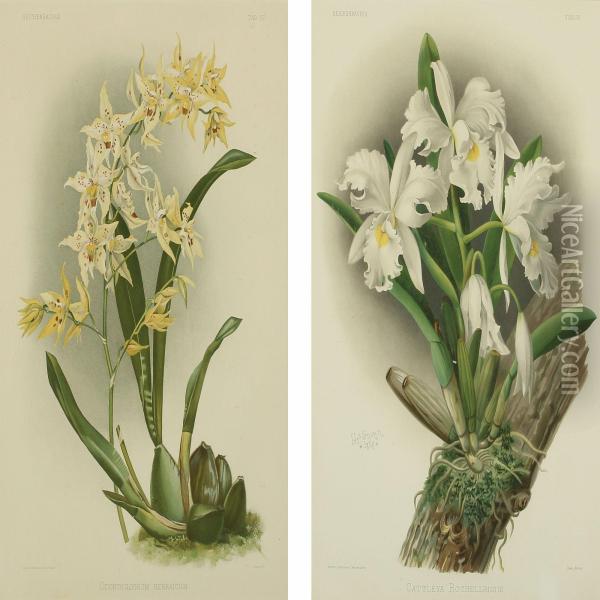 Odontoglossum Hebraicum Oil Painting - Joseph Gustave Cheret