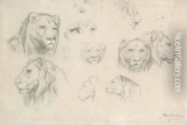 Study Of Lions And Lionesses Oil Painting - Rosa Bonheur