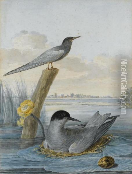 Terns With Nest And Egg In A River Landscape Oil Painting - Aert Schouman