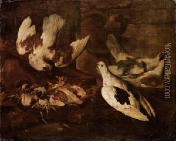 Piccionaia Oil Painting - Giovanni Agostino Cassana