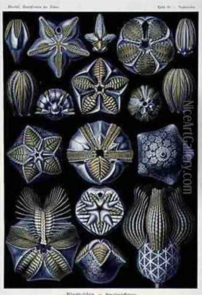 Blastoidea plate from Artforms of Nature Oil Painting - Ernst Haeckel