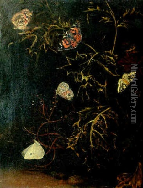 Nature Morte Aux Chardons Et Papillons Oil Painting - Pieter Withoos