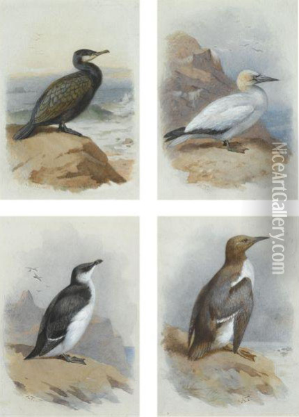 A Cormorant, A Gannet, A Guillemot And A Razorbill Oil Painting - Archibald Thorburn