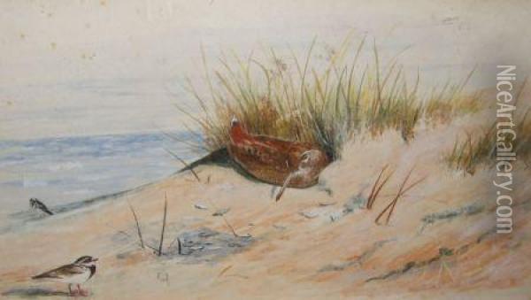 Woodcock And Turnstone In Sand Dunes With Coast Beyond Oil Painting - Archibald Thorburn