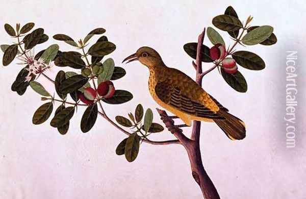 Boorong Koonjit Koonjit, from 'Drawings of Birds from Malacca', c.1805-18 Oil Painting - Anonymous Artist