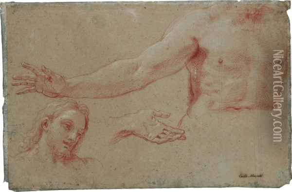 Head, Torso And Hand Oil Painting - Carlo Maratta or Maratti
