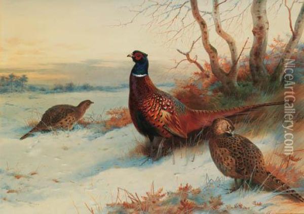 A Cock And Two Hen Pheasant In A Winter Landscape Oil Painting - Archibald Thorburn