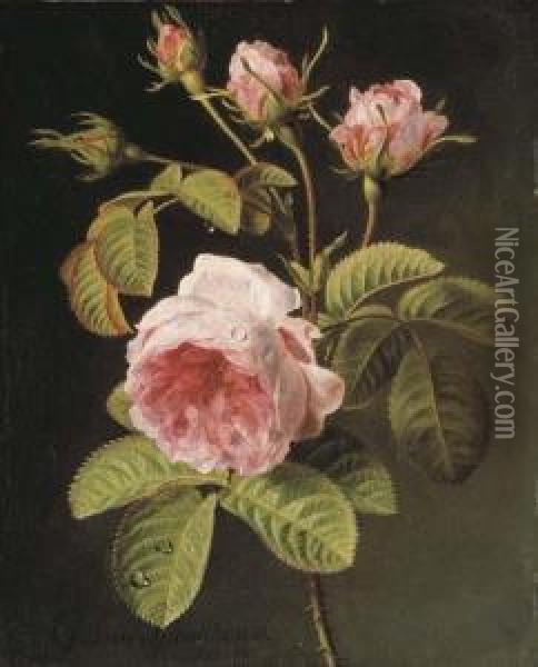 A Sprig Of Pink Cabbage Roses Oil Painting - Gerard Van Spaendonck