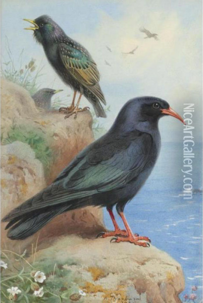 A Rock Starling And A Common Chough Oil Painting - Archibald Thorburn