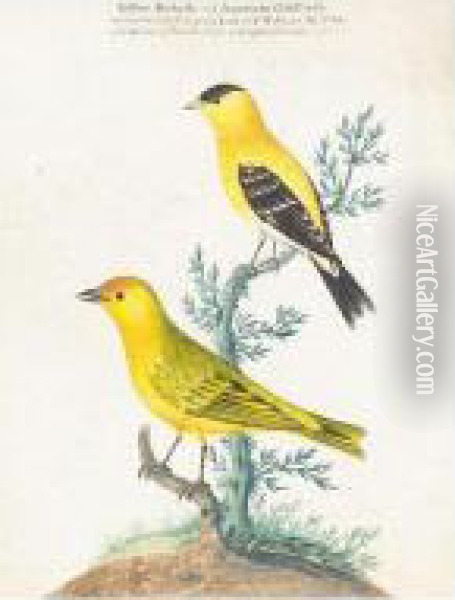 Yellow Redpole And An American Goldfinch Oil Painting - Isaac Spackman