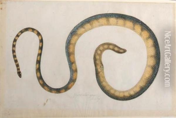 A Snake Oil Painting - Franz Anton von Scheidel