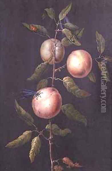 Branch of a Pear Tree Oil Painting - Barbara Regina Dietzsch