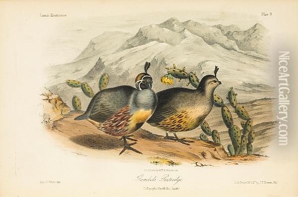Illustrations Of The Birds Of California, Texas, Oregon, British And Russian America Oil Painting - John Cassin