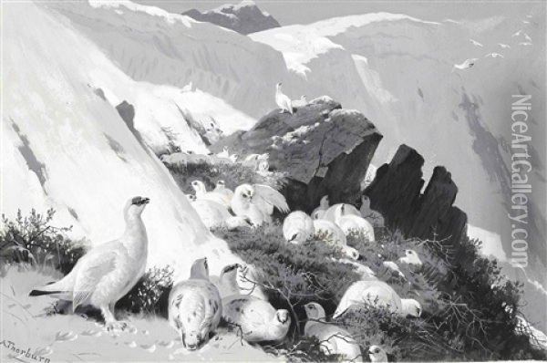 Ptarmigan On A Snow Slip Oil Painting - Archibald Thorburn