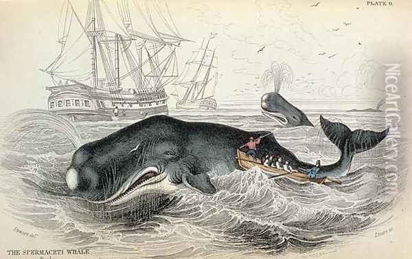 The Spermaceti Whale, engraved by William Home Lizars (1788-1859) plate 9 from Vol 12 of Sir William Jardines Naturalists Library, pub. 1833-45 Oil Painting - Stewart, James