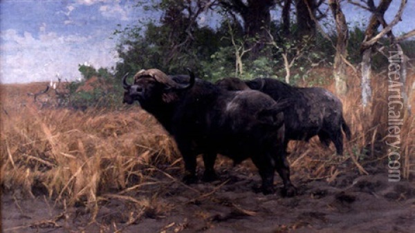 Tva Afrikanska Bufflar Oil Painting - Wilhelm Friedrich Kuhnert